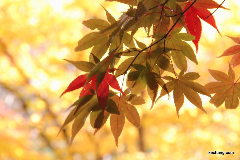画像：若松寺の紅葉