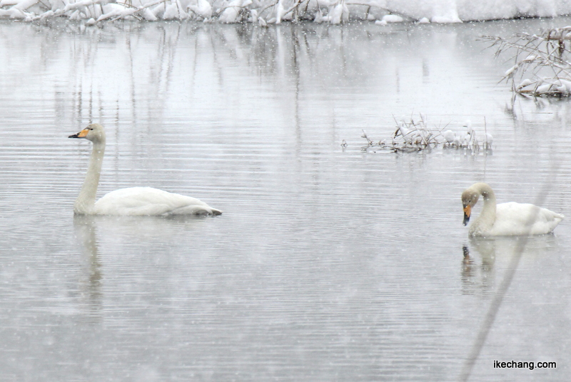 画像：水面に浮かぶ2羽の白鳥