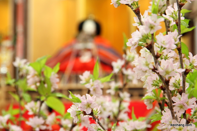 画像：若葉も出てきた満開の啓翁桜