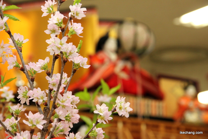 画像：満開の啓翁桜と雛人形