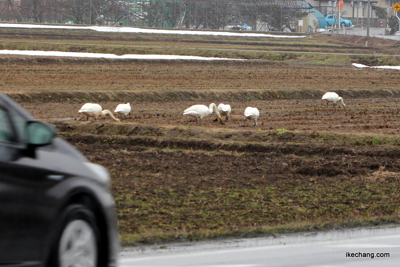 画像：天童市西部の田んぼでエサをついばむ白鳥の群れ