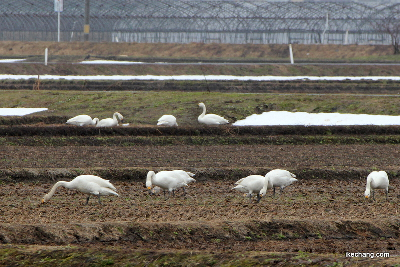 画像：天童市西部の田んぼでエサをついばむ白鳥の群れ