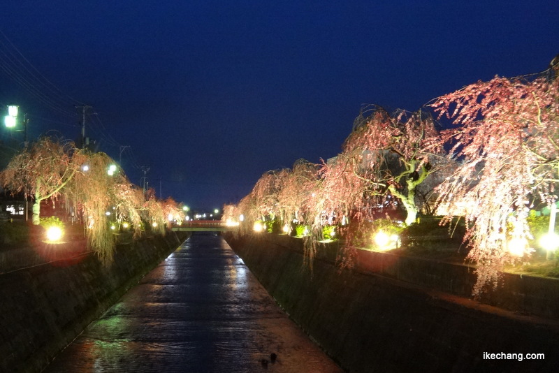 画像：ライトアップされた倉津川のシダレザクラ