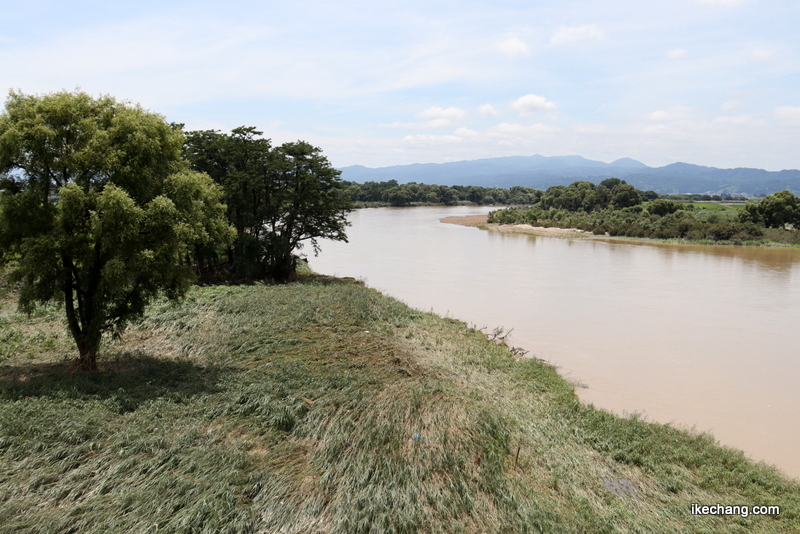 写真：茶色い最上川となぎたおされた河川敷