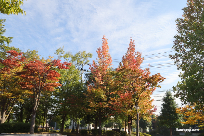 写真：赤や黄色に色づいた駅西公園の木々