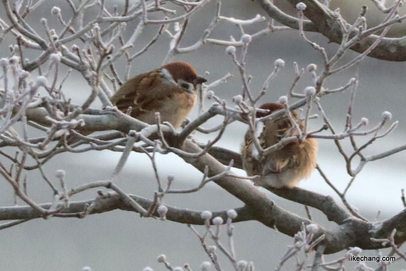 画像：寒さのため丸くなった雀