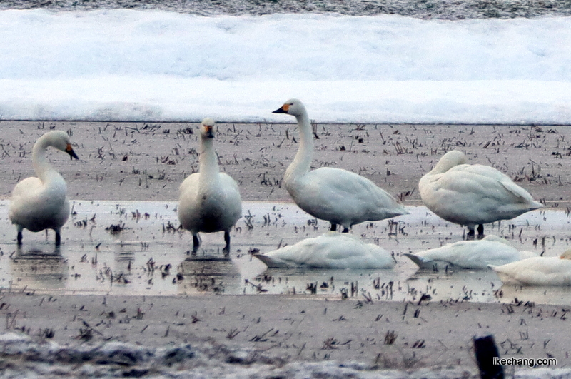 画像：水が張った田んぼに集まる白鳥たち