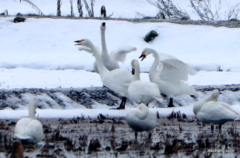 写真：水が張った田んぼに集まる白鳥たち