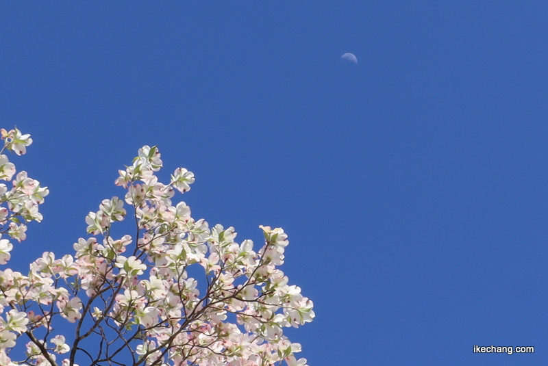 画像：青い空と白い月とハナミズキ