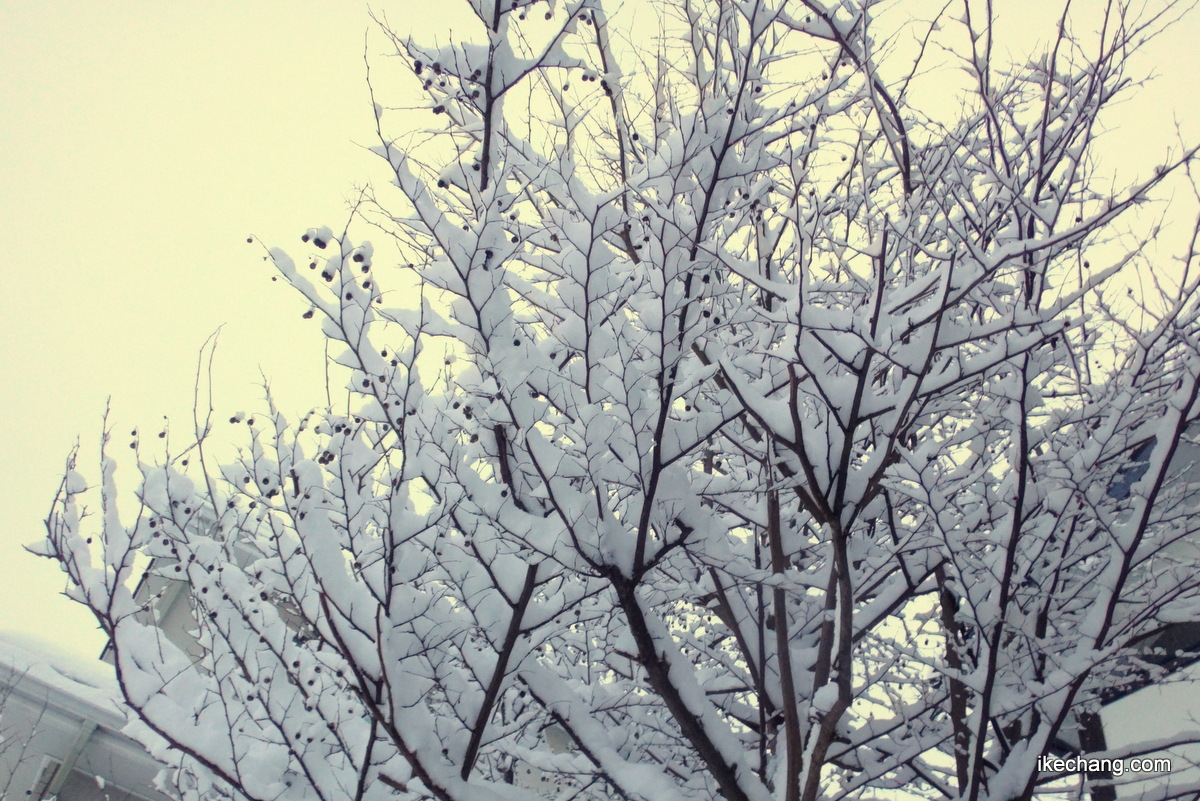 写真：雪が積もった木の枝