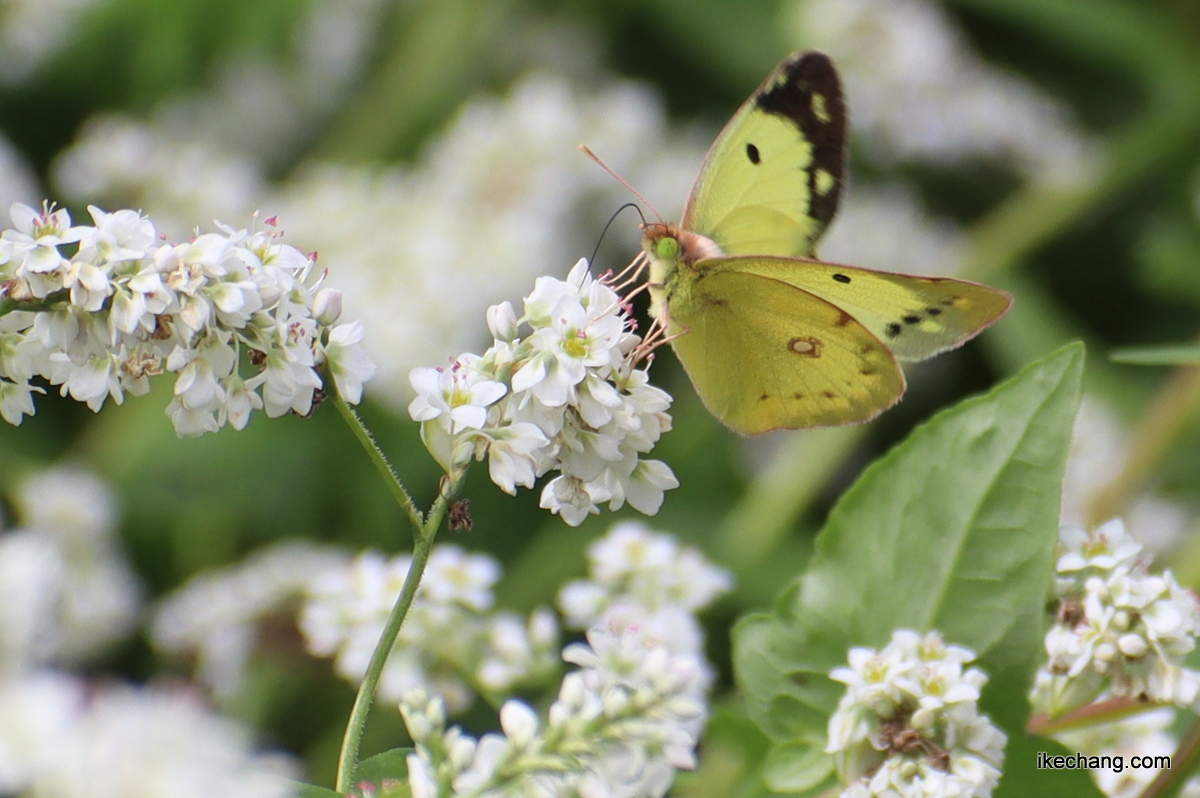 写真：白いそばの花に止まるモンキチョウ