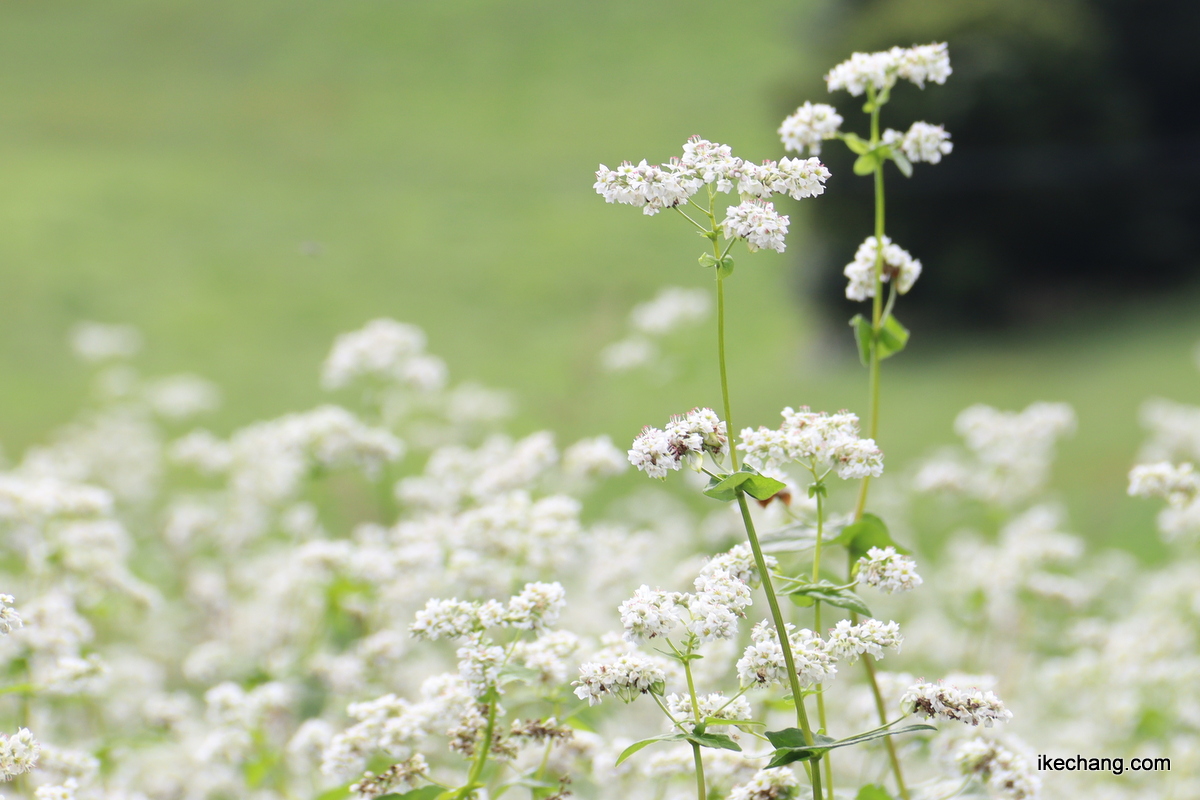 写真：蕎麦「でわかおり」の花