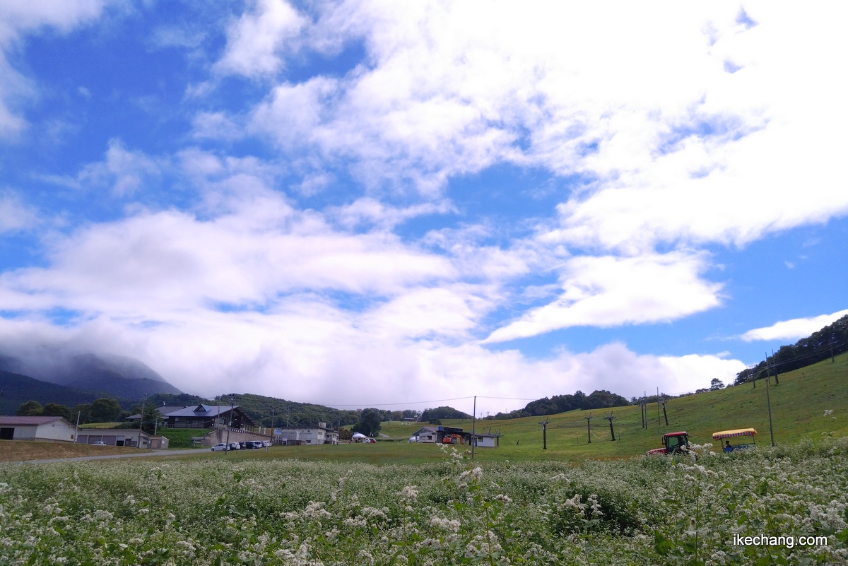 写真：天童高原の青い空と白い雲と白いそばの花