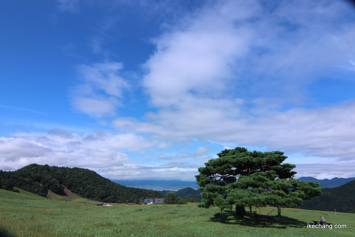 写真：青い空と白い雲と天童高原634の松（むさしのまつ）