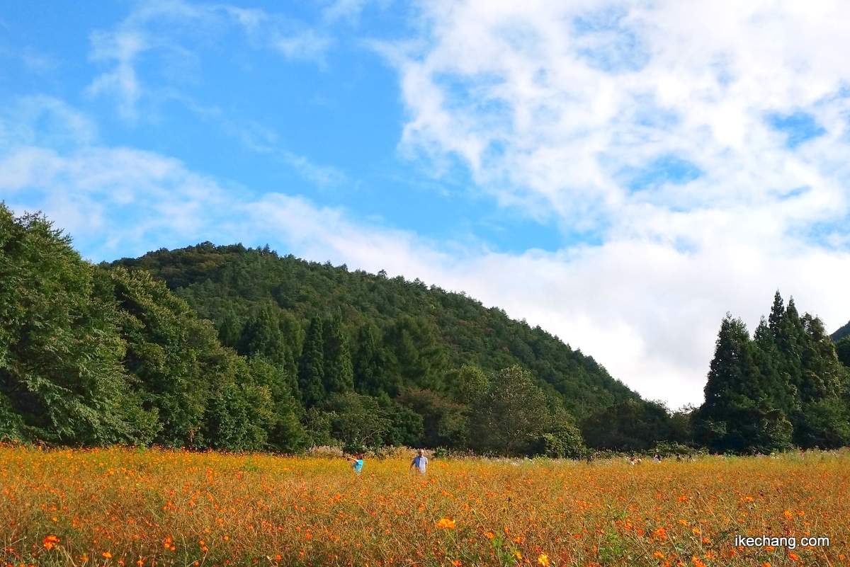 写真：面白山コスモスベルグ