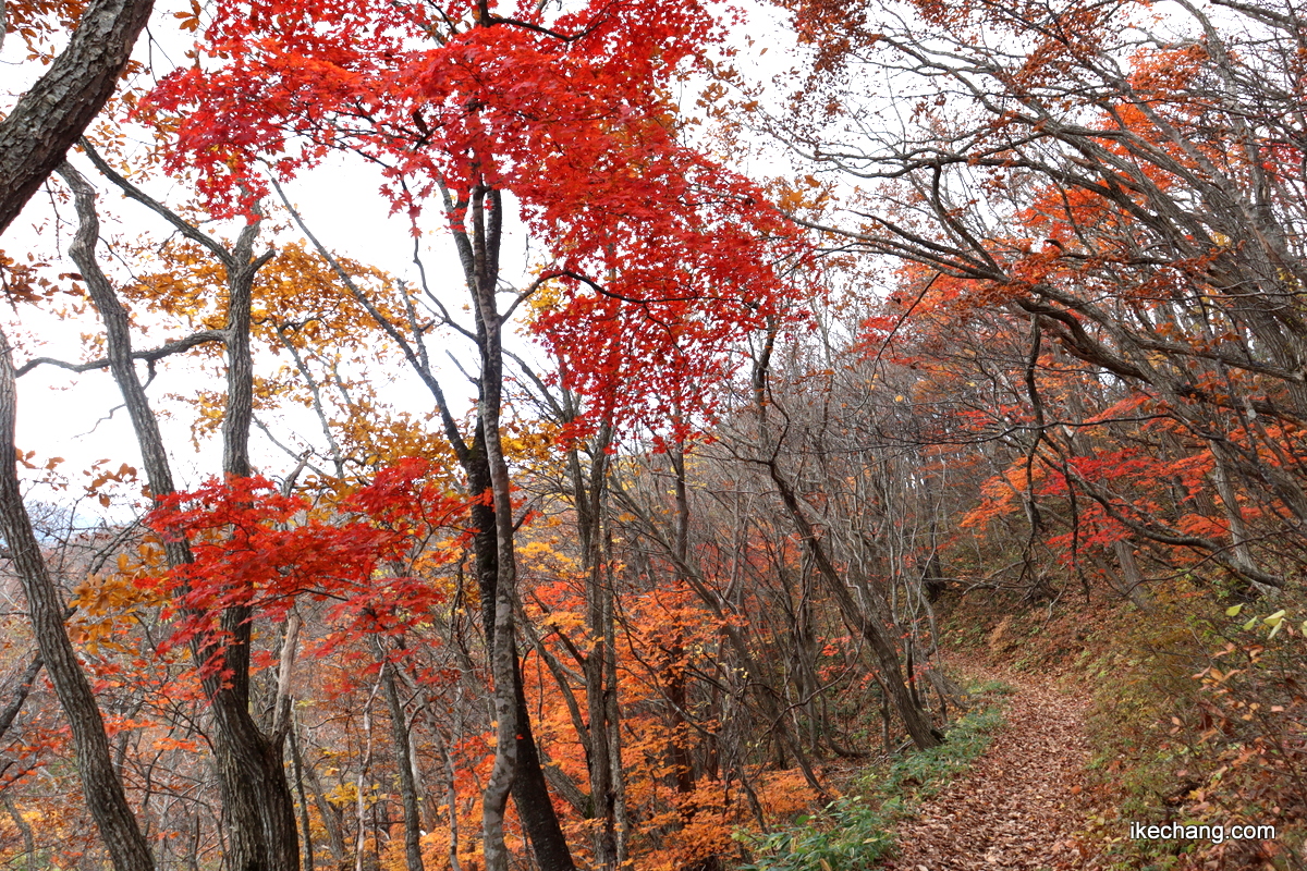 写真：紅葉の登山道