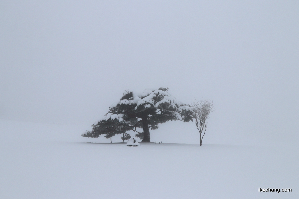 写真：真っ白ななかに立つ634の松