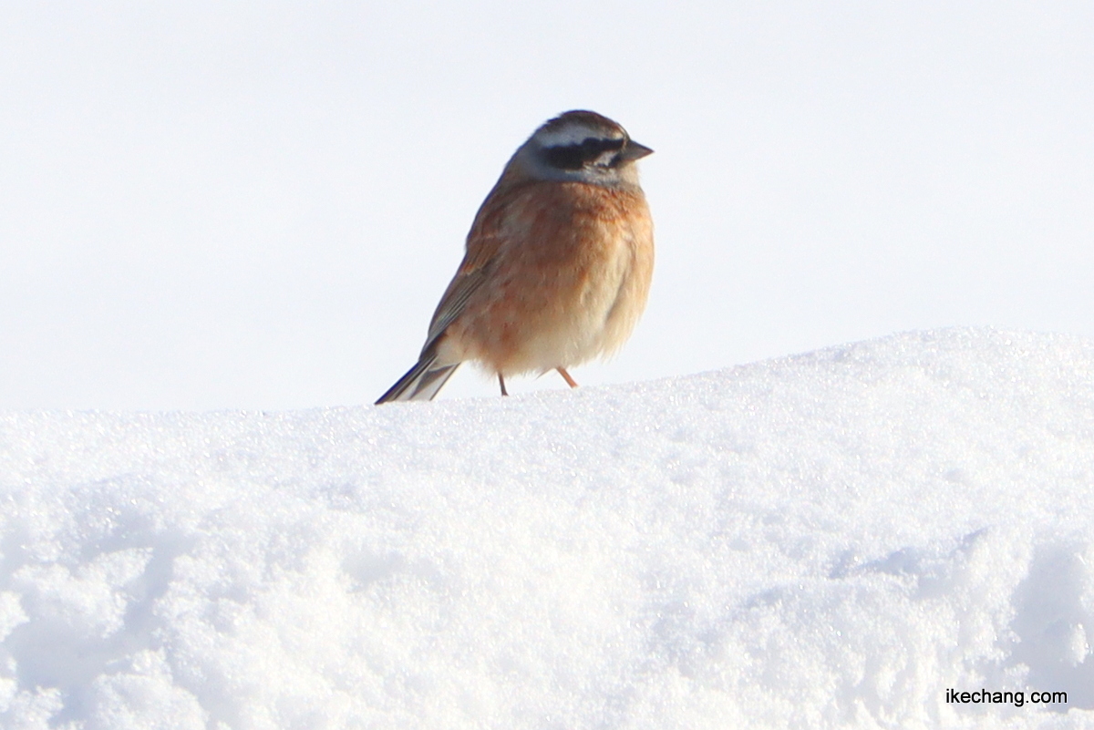 写真：雪の山の上でさえずるホオジロ