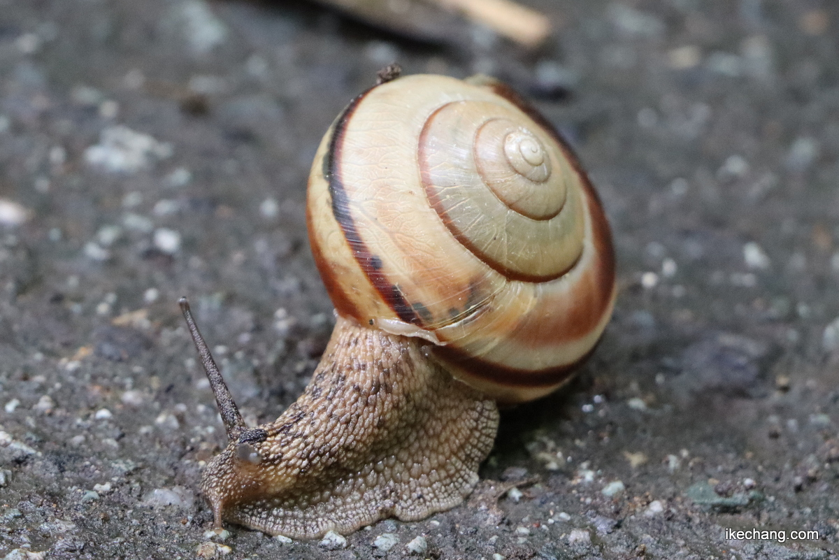 写真：カタツムリ