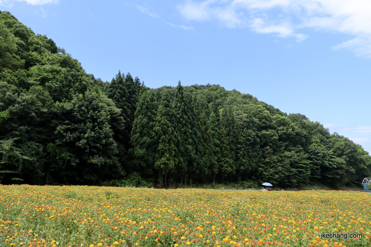 写真：青空と紅花