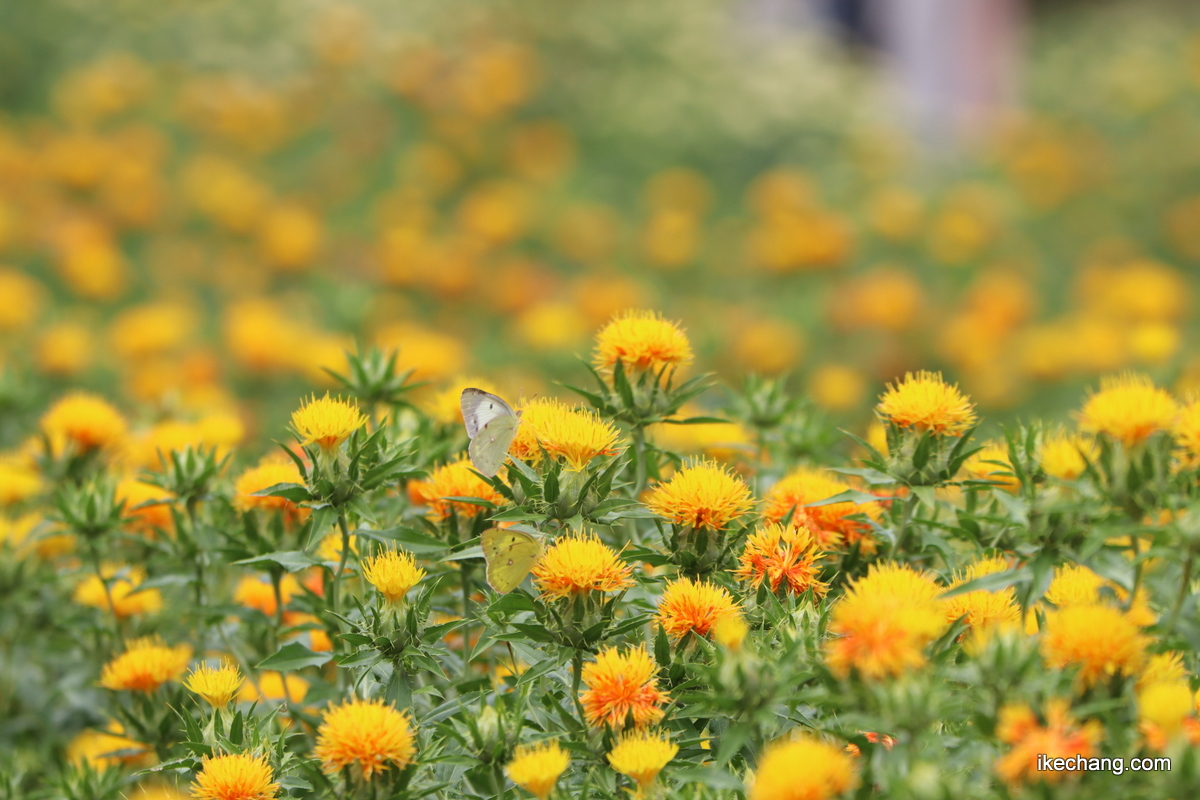 写真：紅花畑に集まるいろいろなチョウ