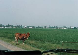 [ Cow in the rice field ]